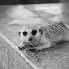 flitz&suppe - HHV Mag Artist & Partner Vinyl Charts aus 2024