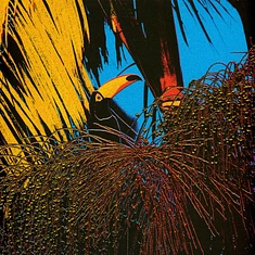 Joao Comazzi - Tucanaçai