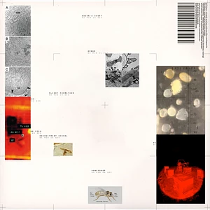 Polygonia, Simon Popp - Apiformes