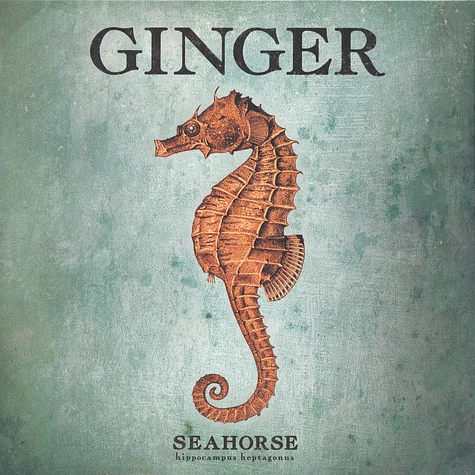 Ginger - Seahorse