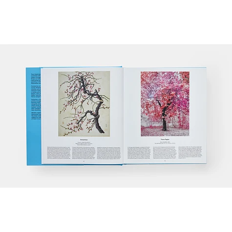 Phaidon Editors - Tree: Exploring The Arboreal World