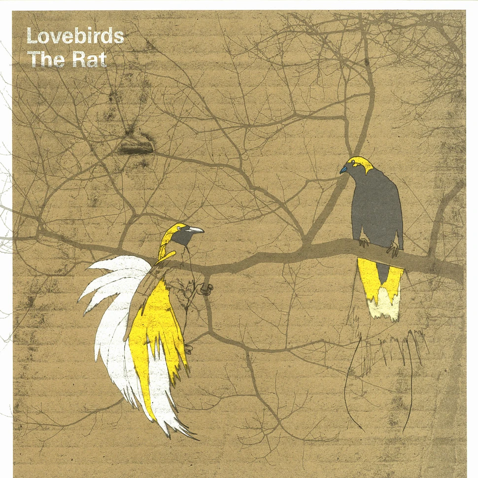Lovebirds - The rat