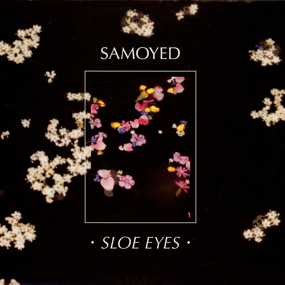 Samoyed - Sloe Eyes